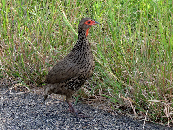 Swainson's spurfowl | Project Noah