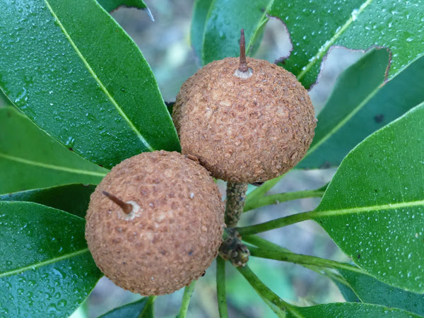 Sapodilla | Project Noah