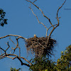 grey headed fish eagle