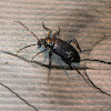 Black Comb-clawed Beetle