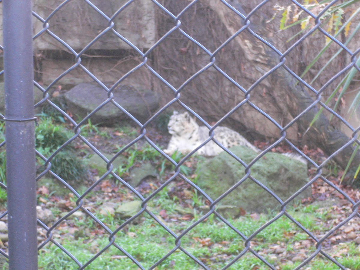 Snow Leopard