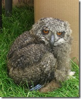 ingliston baby eagle owl