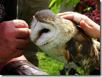 ingliston barn owl
