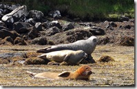 Dunvegan seals