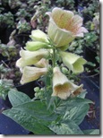 craigieburn flower