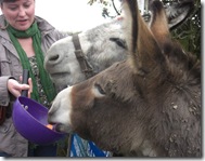 donkeys feeding time2