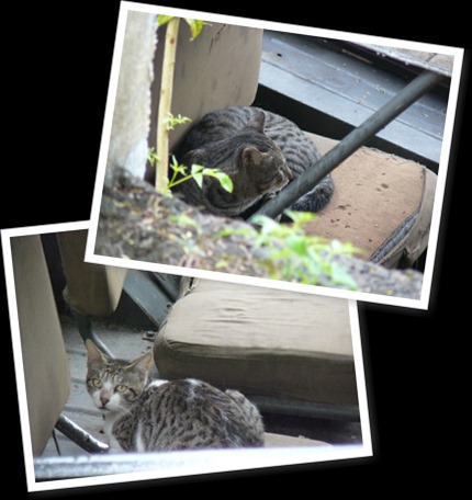 View feral cats 2