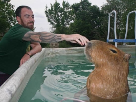 Capybara-pet4