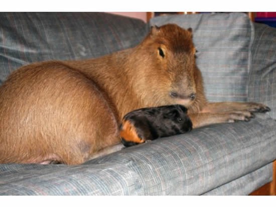Capybara-pet2