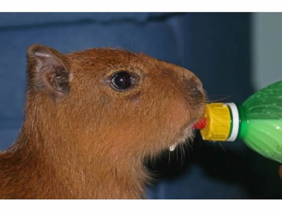 [Capybara-pet3[2].jpg]