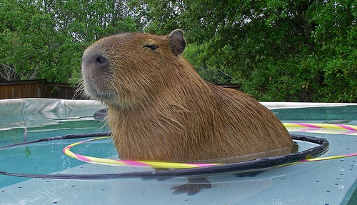 [Capybara-pet7[2].jpg]