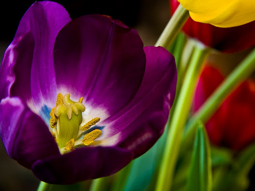 10399flor1.jpg
