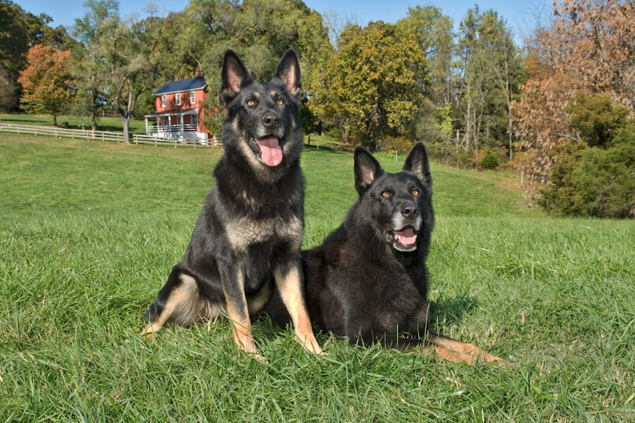 Blackthorn's Hunter and Blackthorn's Coal