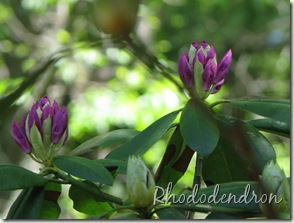 6 Rhododendron