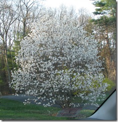 Flowering Tree 2