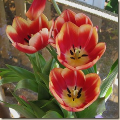 WK 2 Tulips