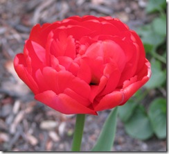 WK 3 Tulip