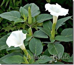 Datura - White
