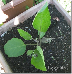 June 7 Eggplant