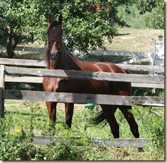 09 12 Chestnut horse