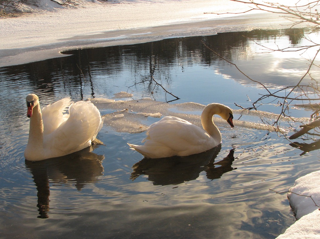 [Swans on the pond[5].jpg]
