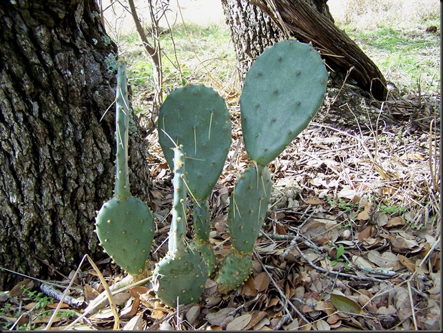 prickly pear 2-12-10
