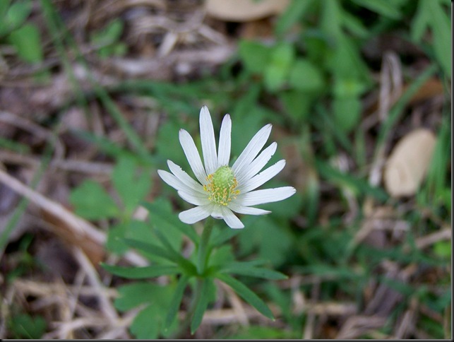 windflower anemone heterophylla white 4-5-10