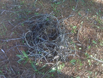 Nest on our walk at the park