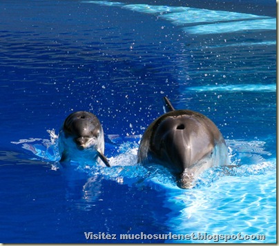 Monde animal-dauphin