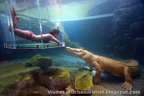 [Nager avec les crocodiles_Parc Crocosaurus Crique-4[2].jpg]