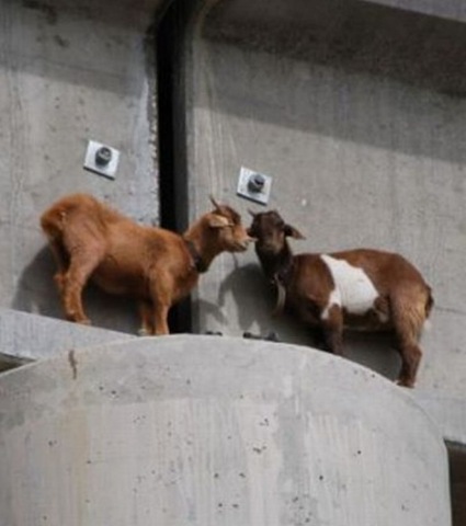 [Chèvres sur un pont-2[7].jpg]