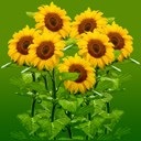 [_a_sunflower2[5].jpg]
