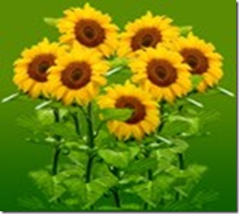 _a_sunflower2