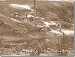 Geese in sepia