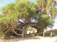 Israel.Tree.Image