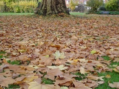 [hojas de otoño[3].png]