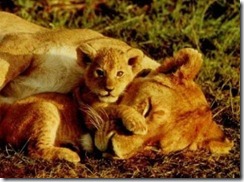 mami leona y- retoño leon