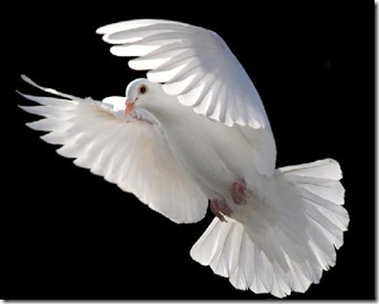 White_Dove_Flying