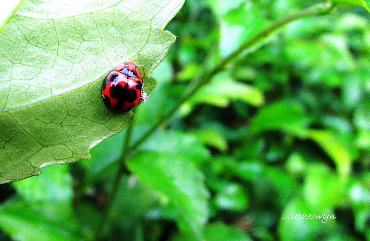 Transverse Ladybug