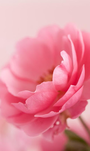 粉紅玫瑰動態桌布