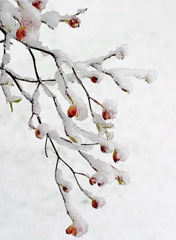 [snowy_dogwood_blossoms[15].jpg]