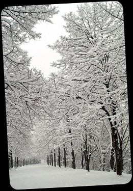 viale innevato - gianni bonini