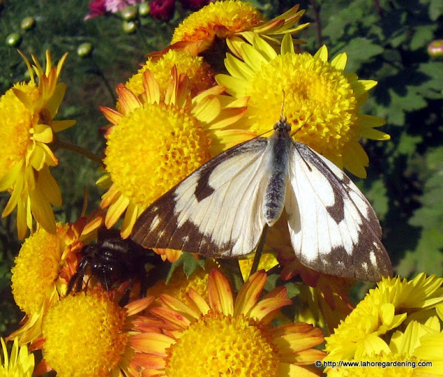 Belenois aurota pioneer white butterfly on chrysanthemum flower