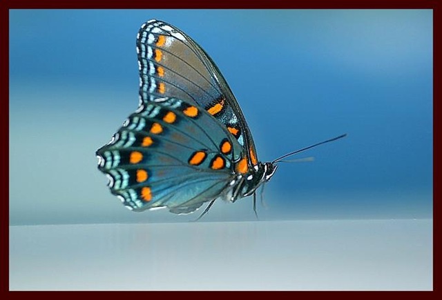 butterfly02.jpg