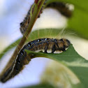 eastern tent caterpillar moth