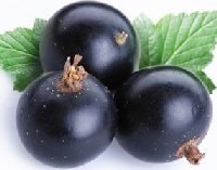 Смородина голиаф описание сорта фото. blackcurrant thumb. Смородина голиаф описание сорта фото фото. Смородина голиаф описание сорта фото-blackcurrant thumb. картинка Смородина голиаф описание сорта фото. картинка blackcurrant thumb. Сорт получен на Алтайской плодово-ягодной опытной станции от скрещивания сорта Сандрес с Краснояркой. Привлекает внимание опытников-садоводов урожайностью и крупной величиной ягод; районирован для некоторых областей. Кусты средней величины, среднераскидистые, зимостойкие. Время созревания плодов среднее. Поспевшие ягоды не осыпаются, сорт поражается антракнозом, но в слабой степени. Урожайность сорта хорошая. На 3-й год после посадки кусты дают более 3 кг плодов. Лучше плодоносит на защищенных участках, хорошо обеспеченных влагой. Ягоды крупные, черные, тонкокожие. Изменчивость величины ягод в кисти ниже средней. Мякоть зеленоватая, кисловатая, со слабым ароматом. По данным Ленинградского филиала Всесоюзного научно-исследовательского витаминного института, плоды богаты содержанием витамина C (291 мг%) и витамина P (2110 мг%). Ягоды используют главным образом для переработки.