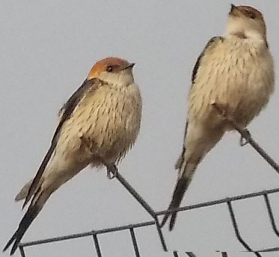 Greater Striped Swallow / Grootstreepswael