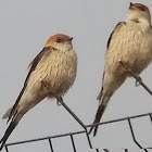 Greater Striped Swallow / Grootstreepswael