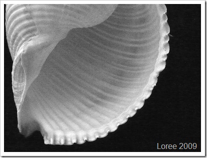 Study of a Seashell (9)