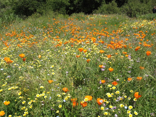 resume objective examples entry level. resume objective examples,